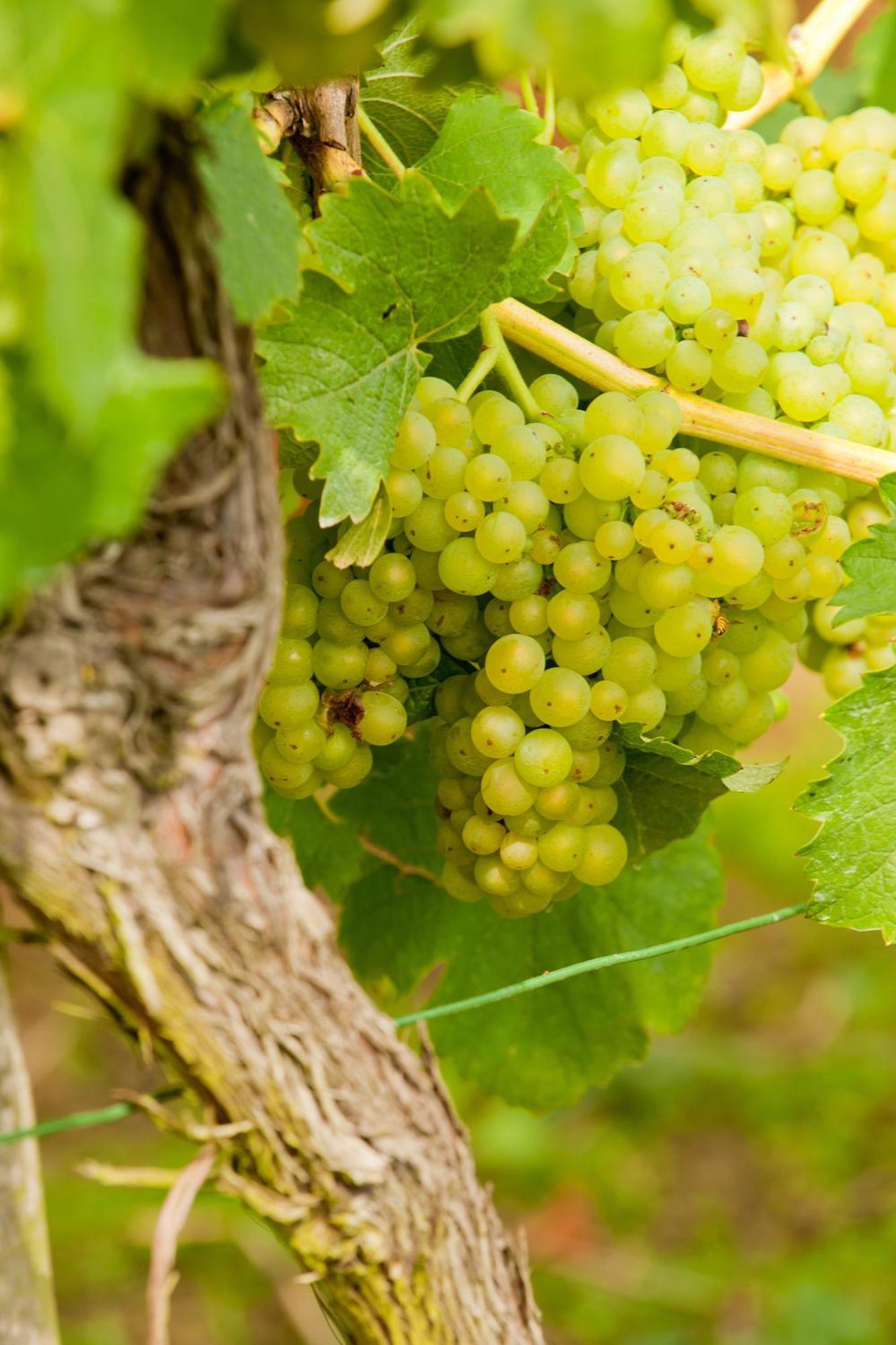 Wein- Und Sektgut Markus Hensler Briedel Kültér fotó